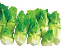 蕾菜
