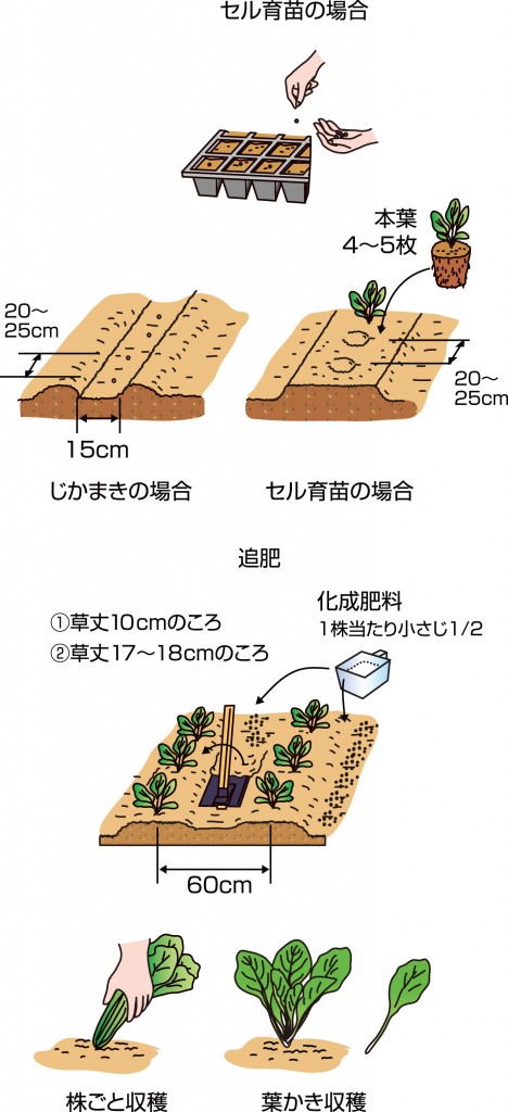 p25_03saien_4c