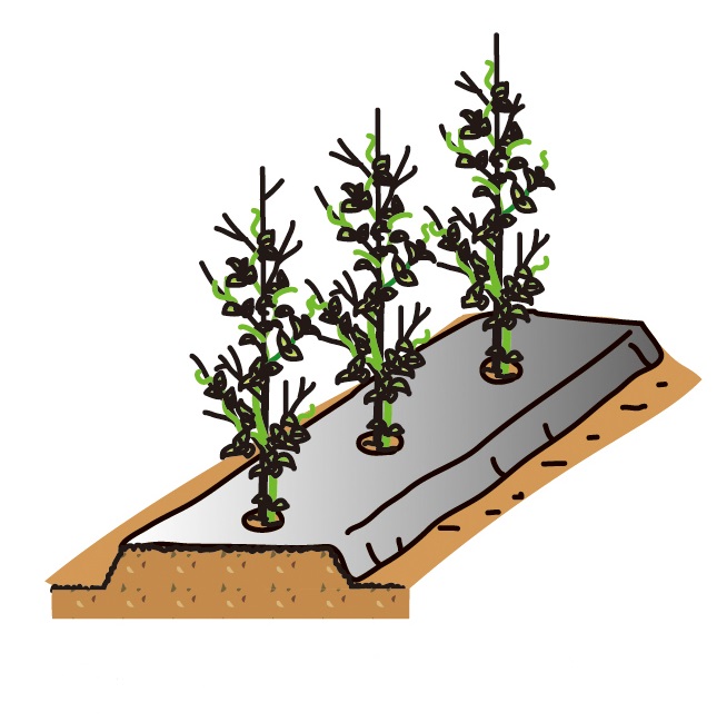 サヤエンドウ成功のポイントはまきどき 防風防寒 支柱立て Ja柳川 柳川農業協同組合