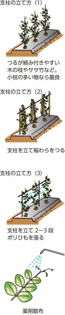 サヤエンドウ成功のポイントはまきどき 防風防寒 支柱立て Ja柳川 サービス 農産物 加工品などを紹介