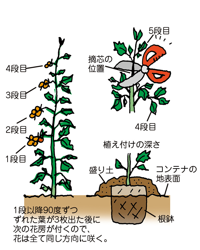 ミニトマト Ja柳川