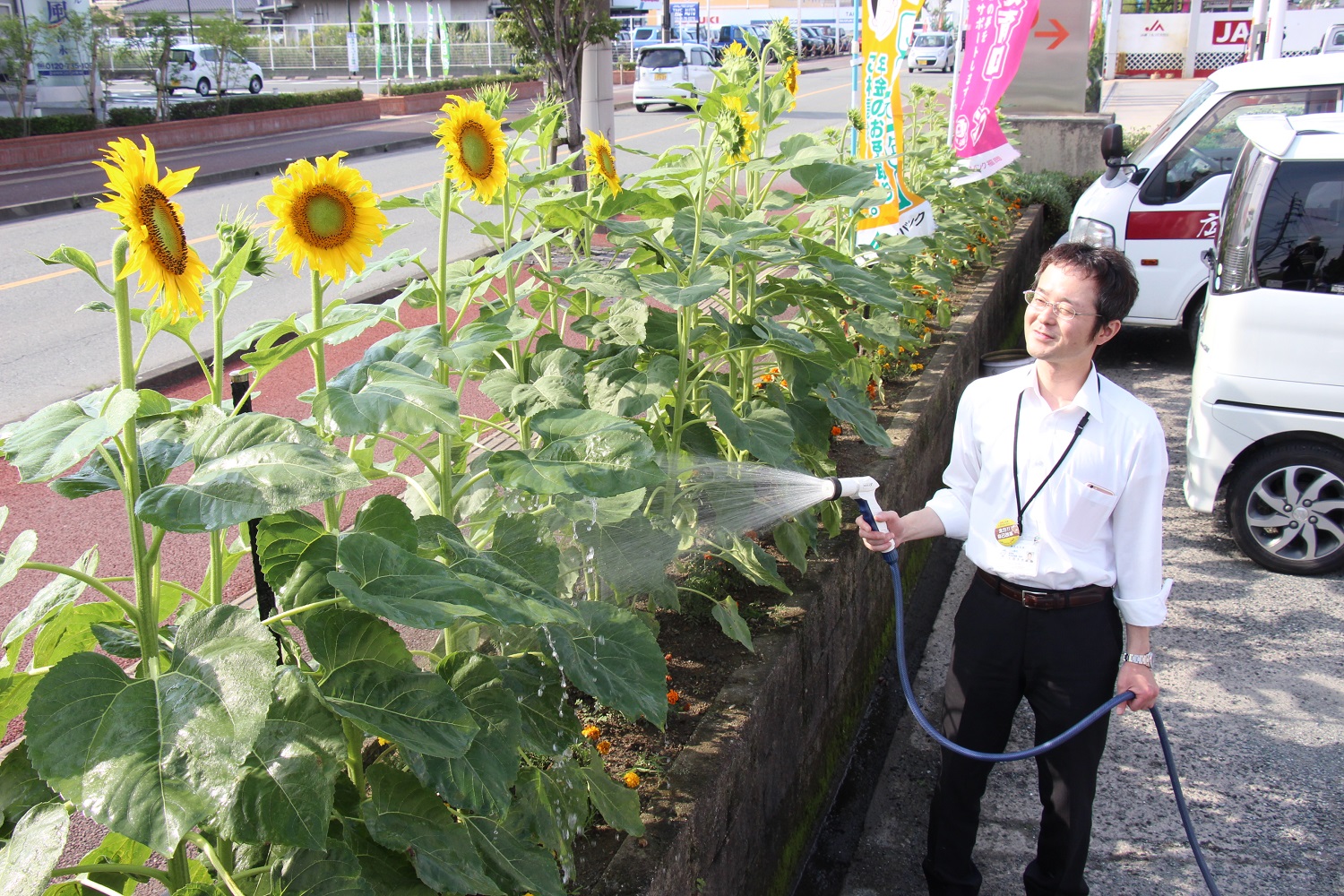 本所にひまわり開花 Ja柳川